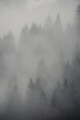 Pine trees in the fog