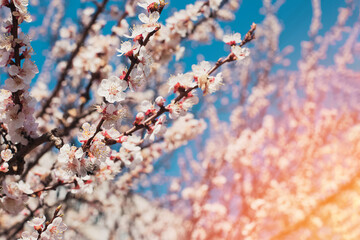 Wall Mural - Blooming tree brunches on the background of blue sky.