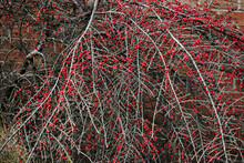 Closeup Of Possumhaw Ripe Berries In Winter Against A Red Brick Wall, England