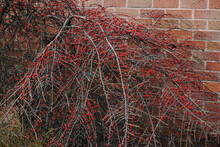Closeup Of Possumhaw Ripe Berries In Winter Against A Red Brick Wall, England