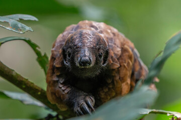 black-bellied pangolin, central african republic