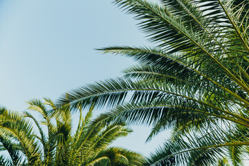 Tropical jungle, palm leaves on a sunny day, sky.