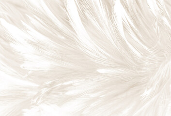 Wall Mural - Beautiful abstract gray feathers on white background and soft white feather texture on white pattern and brown background, white texture wallpaper, love theme, valentines day