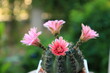 Beautiful pink blooming desert cactus flowers in four directions.