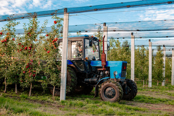 Tractor between rows in red apple orchard