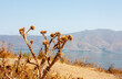 Armenia. Dried thistles on Sevan lake.