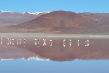Stunning Scenery Of Flamingos In Shallow Salt Lake In The Altiplano Of Southwest Bolivia, Within Eduardo Avaroa Andean Fauna National Reserve And Close To The Border With Chile