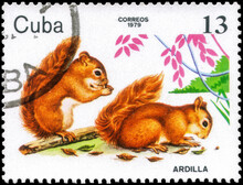 Postage Stamp Issued In The Cuba With The Image Of The Red Squirrel, Sciurus Vulgaris. From The Series On Zoo Animals, 1979