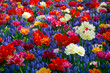 Flowers in full bloom and blossom in a myriad of color.
