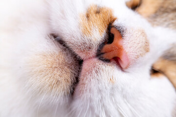 Pet animal; cute cat nose