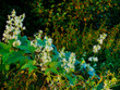 Kolczurka klapowana (Echinocystis lobata) jest uznawana za roślinę inwazyjną do której stosowane są  ograniczenia prawne