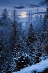 forest on a misty night. trees in hoarfrost. beautiful winter scenery in foggy weather in full moon 