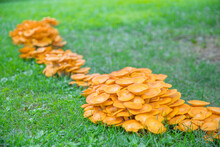 Omphalotus Olearius.Bright Orange Poisonous Mushroom, Fungus. Bioluminescent. Beautiful Mushrooms - Image