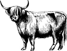 Cow Highland Graphics Illustration