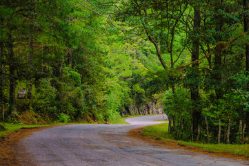 La tigra national park near valle de Angeles a lovely forest many trees and good weather