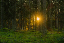Pine And Fir Forest In Sweden With A Low Setting Sun Shining Through The Trunks And Branches