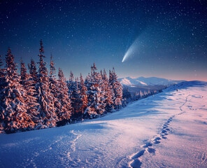 Wall Mural - bright comet above the winter spruces on a frosty night.
