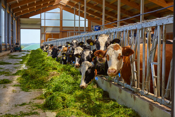 Cows feeding in the barn.