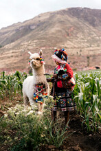 Peruvian Indigenous Girl Holding An Alpaca