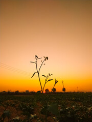 Wall Mural - mustard plants against sunset with yellow colour sky