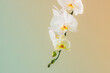 © Maki Company Limited/Stocksy - White orchid flower