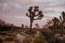 Joshua Tree Desert Landscape At Sunset