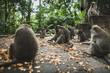 © Oleksii Karamanov/Tetra Images - Macaques on pavement with leaves in Bali, Indonesia