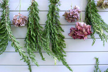 Hydrangeas And Rosemary Drying Outdoors On Garden Shed