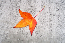 Autumn Leaf Lying On Car Hood Covered In Raindrops
