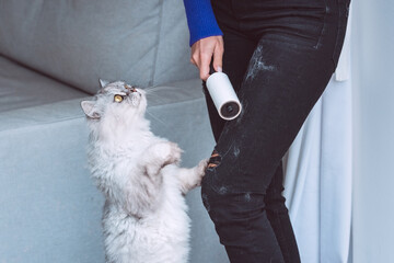 Woman cleaning clothes with clothes roller, lint roller or sticky roller from cats hair. Cats hair on clothes. Cleaning hair from pets