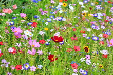 Colorful Flower Meadow In The Primary Color Green With Various Wild Flowers.
