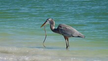 Great Blue Heron  ( Ardea Herodias) Eating An Eel On A Sunny Morning On The Gulf Of Mexico At St. Pete Beach, Florida.