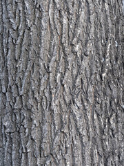 Wall Mural - The texture of the bark of an old willow