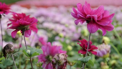 Wall Mural - Close-up of beautiful flowers against a blurred background at Shilin Residence Chrysanthemum Show in Taipei, Taiwan.