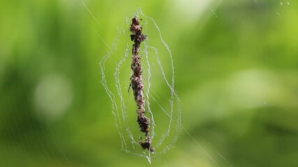 Spider with wraping bait in garden on white web natural green background