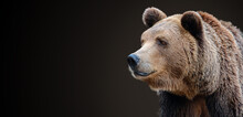 Predator, Portrait Of A Brown Bear.