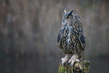 Beautiful Eurasian Eagle Owl (Bubo Bubo) On A Tree Trunk. Noord Brabant In The Netherlands. Copy Space.