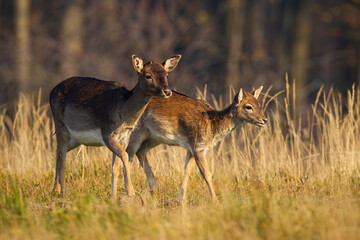 Wall Mural - family fallow deer, dama dama, walking on field in autumn nature. two female mammals going on meadow