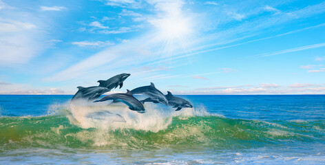 Wall Mural - Group of dolphins jumping on the water - Beautiful seascape and blue sky