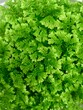 green parsley background