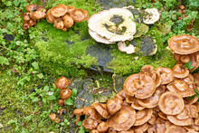 A Group Of Wet Brown Ringless Honey Mushrooms Or Armillaria Tabescent In Autumn. Top View Image.