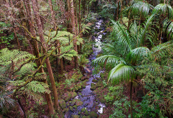 Wall Mural - New Zealand forest