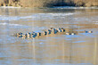 Flock of mallard ducks on blue ice. Sunny morning