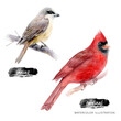 Cardinal and lanius birds watercolor illustration isolated on white background