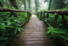 Wooden Walkway In The Doi Inthanon Rainforest - Chiang Mai, Thailand