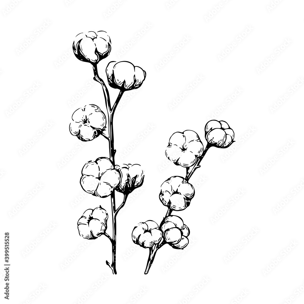 Cotton plant and flower. Hand drawn black and white set. Vector ...