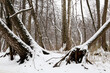 Winter forest, snow covered fallen trees with big roots, picturesque view. Nature after snowfall, cold weather