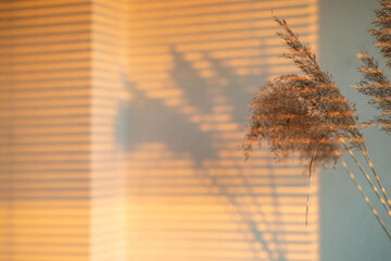 Selective focus. Dry reeds. Reeds in the setting sun cast a shadow on the wall. Home design. Place for an inscription.