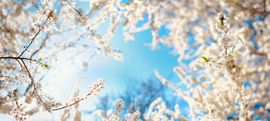 Aufkleber - Beautiful blooming spring blurred nature background. Branches of blossoming tree with soft focus on gentle light blue sky background and flash of sunlight, frame.