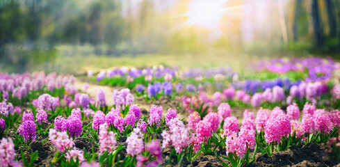 Fotomurales - Spring glade in forest with flowering pink and purple hyacinths in sunny day in nature. Colorful natural spring landscape with with flowers, soft selective focus.